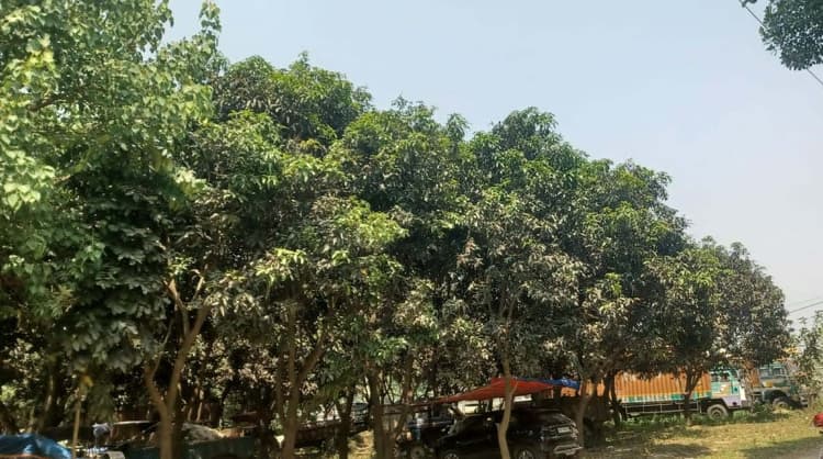 पूर्णिया में गांवों की बगिया से गुम हुए आम, कम दिख रही मिठास की आस