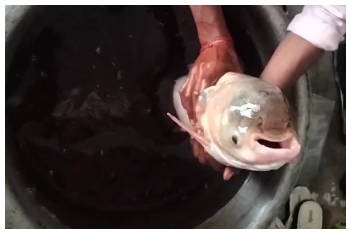 Motihari Ramaban village four eyed fish found in pond