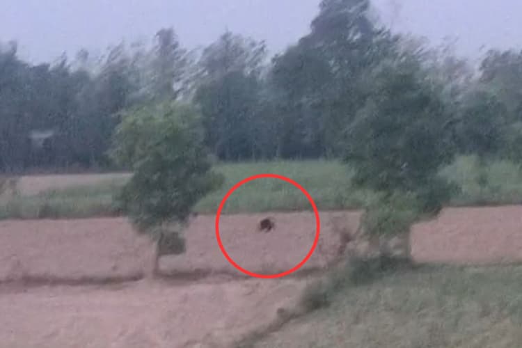 Bagaha Bear Attack: वाल्मीकि टाइगर रिजर्व से निकल बखरी बाजार गांव में घुसा वन्यजीव, ग्रामीणों में भारी दहशत
