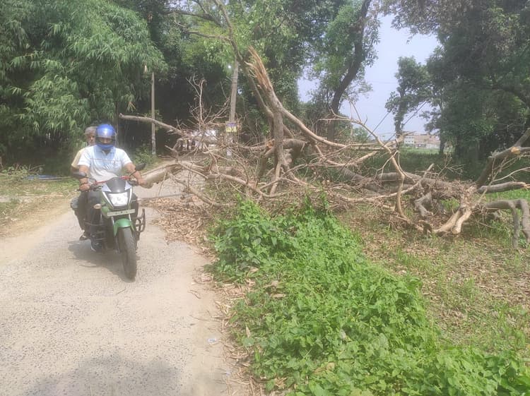 कॉलेज की मुख्य सड़क पर 10 दिनों से गिरा है पेड़, छात्र और कर्मी परेशान