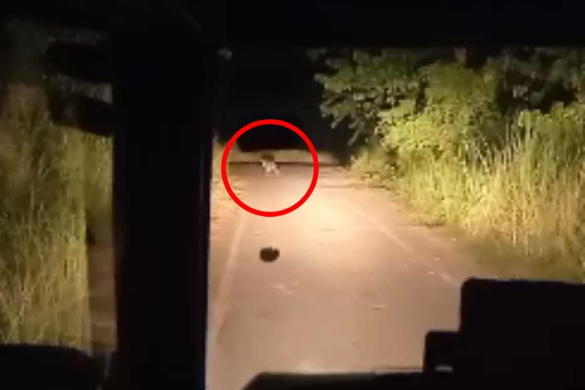 बगहा : पिपरासी में तेंदुओं की दस्तक से भारी दहशत, पुलिस गश्ती दल के सामने आ गया वन्यजीव