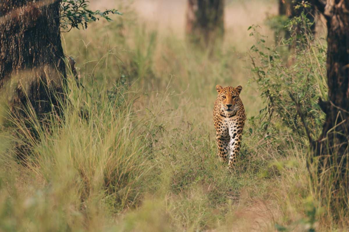 Bagaha News piprasi leopard attack five injured forest department rescue