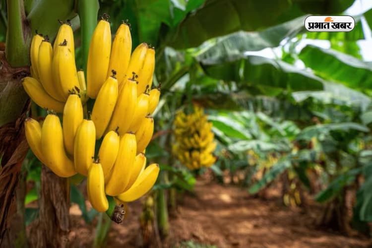 दुनिया में 7वें नंबर पर आता है भारत का ये जिला, जानें क्यों इसे कहते हैं 'Banana Capital'