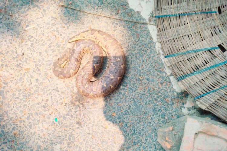 Begusarai News : छौड़ाही में हनुमान मंदिर के पास दिखा सांप; देखने उमड़ी भारी भीड़, वन विभाग को दी सूचना