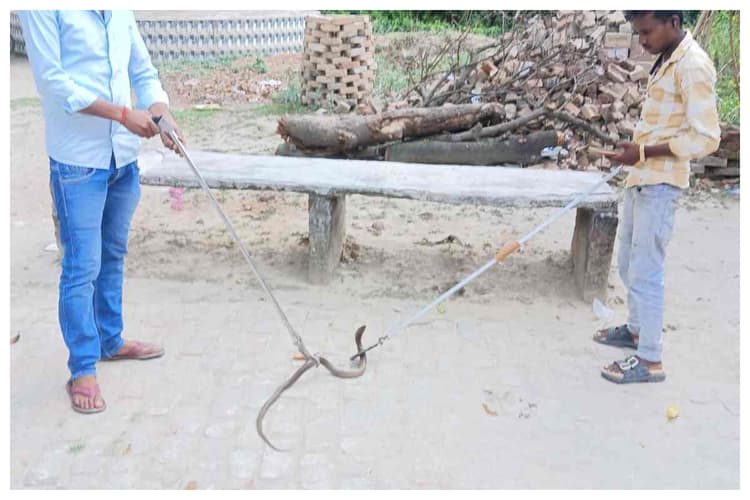 Bettiah News: बगहा में वीटीआर के जंगलों से निकल रहे जहरीले सांप, मंगलपुर मंदिर के कुएं में मिला कोबरा