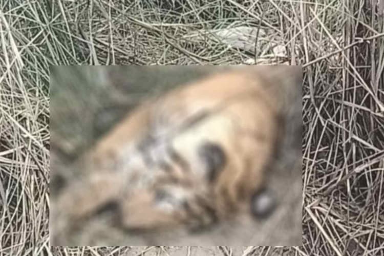 Bettiah News: 9 महीने में 6 बाघ की मौत, टाइगर संकट से बढ़ी चिंता