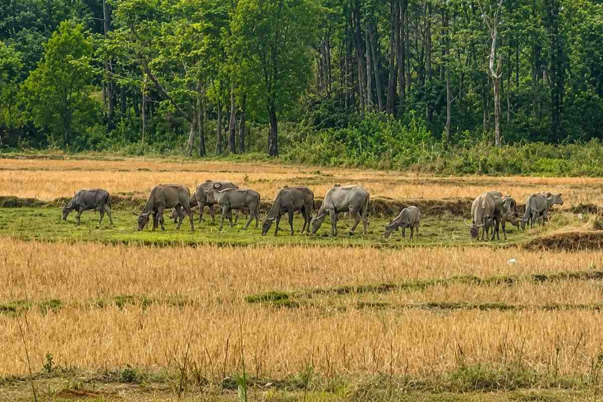 बेतिया: मैनाटांड के गांवों में नीलगायों का आतंक, मक्का और गन्ने की फसल हो रही बर्बाद