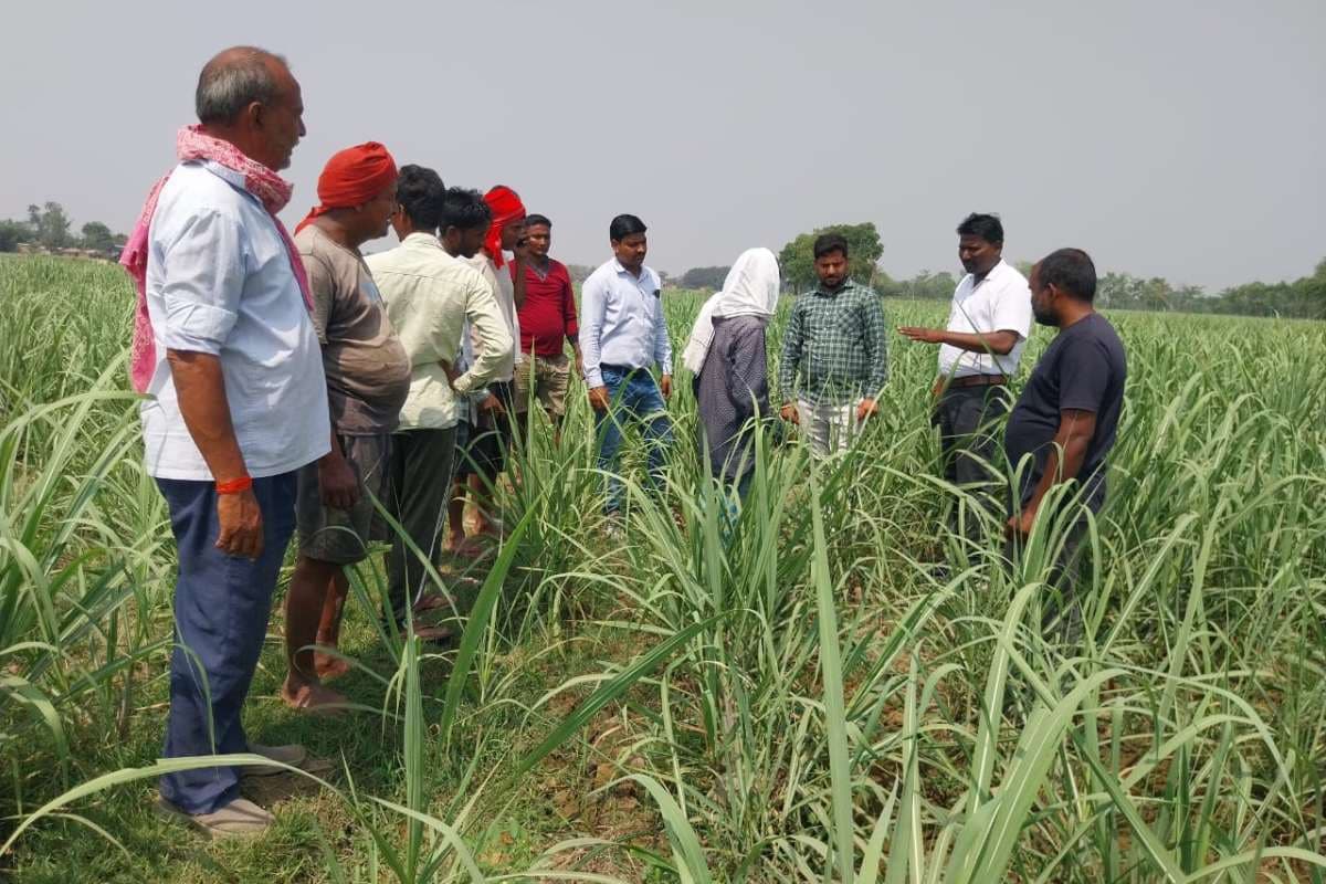 Bettiah News sugarcane farming rain boost production west champaran