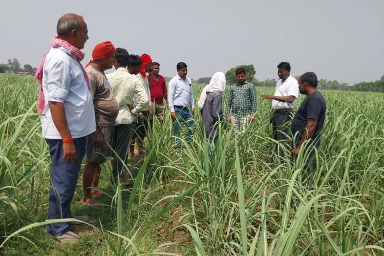 Bettiah: बारिश से गन्ना फसल लहलहाई, इस साल रिकॉर्ड उत्पादन की उम्मीद