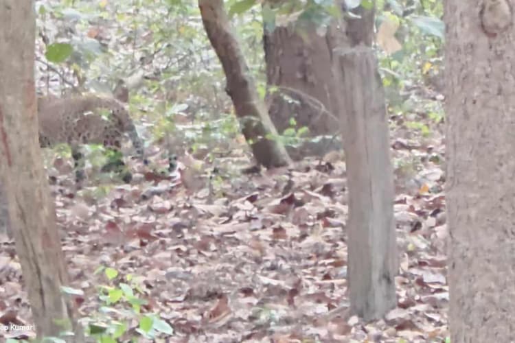 बेतिया: वाल्मीकिनगर टाइगर रिजर्व में रोमांच, पर्यटकों के सामने अचानक आ गया तेंदुआ