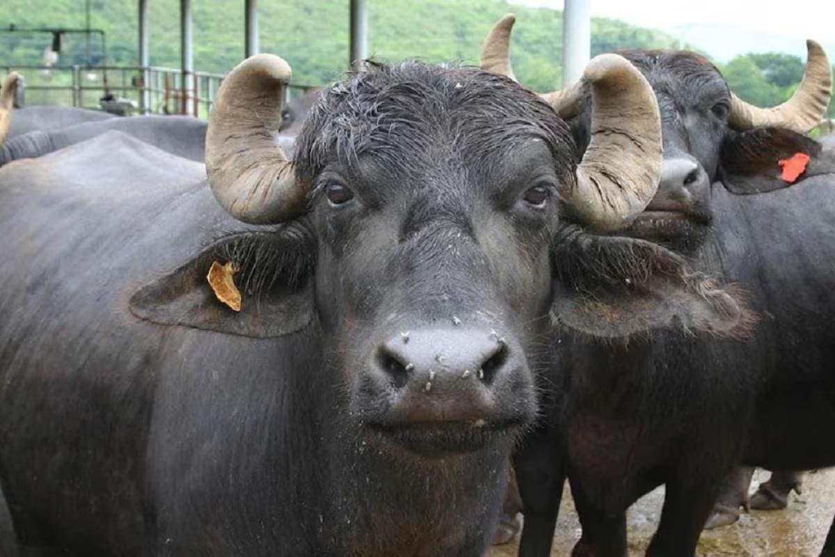 Bettiah News west champaran majhaulia cattle theft half dozen buffalo stolen villagers protest