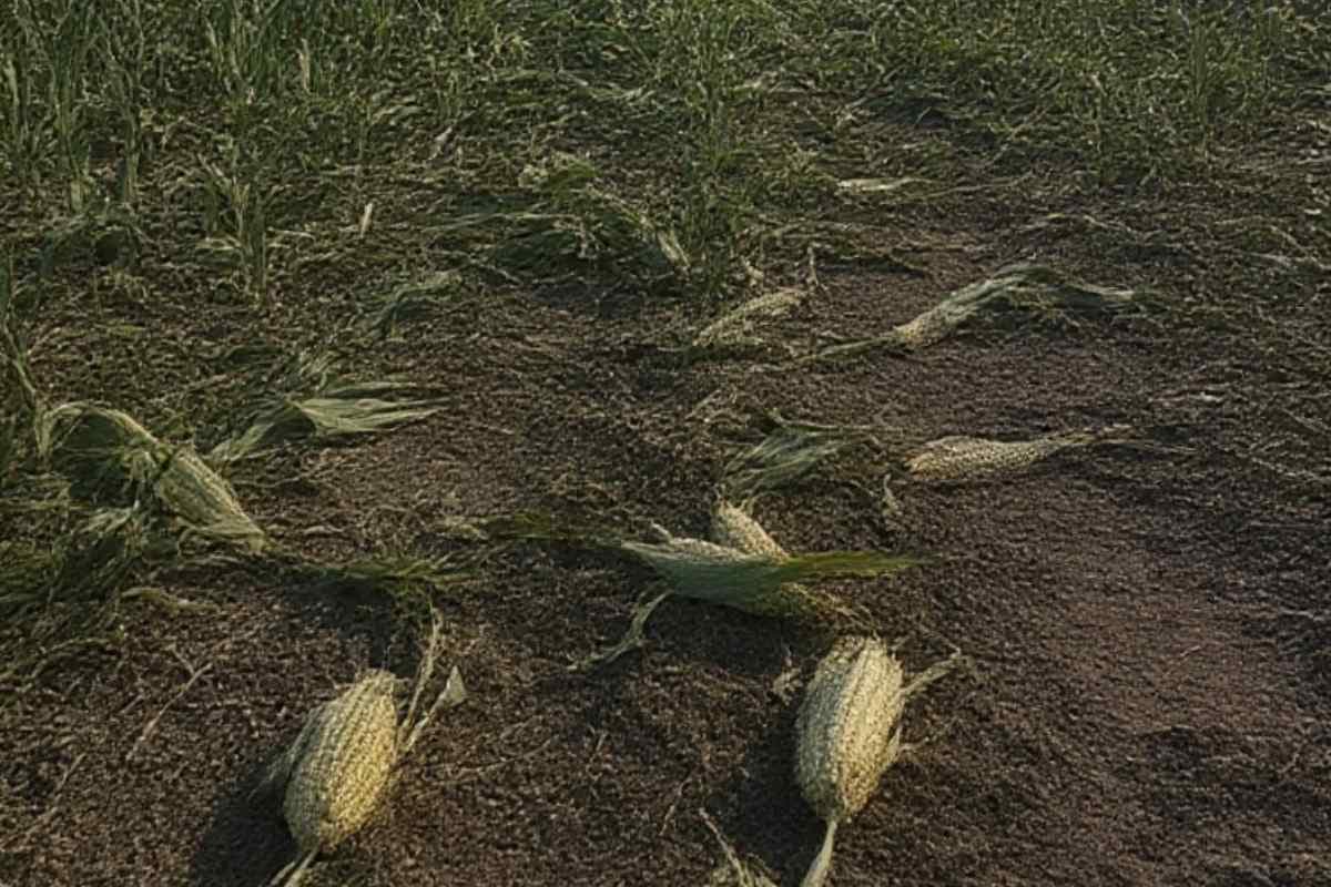 Bettiah News west champaran majhaulia storm hailstorm maize crop damage farmers loss