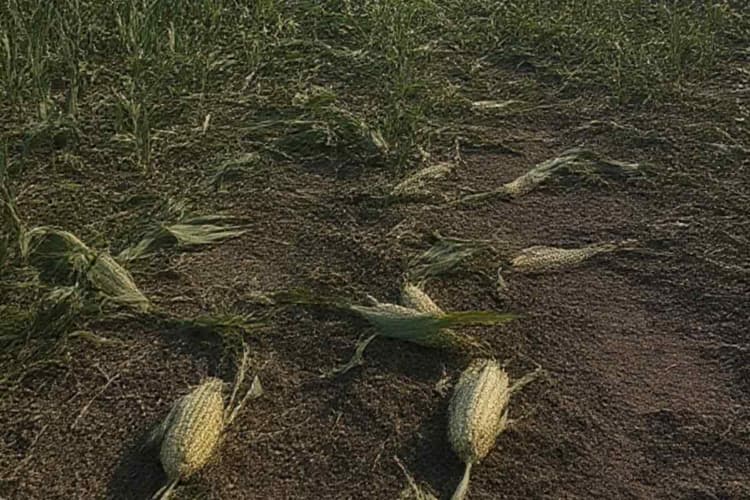 Bettiah: चंपारण में आसमानी आफत, आंधी-बारिश से मक्के की फसल तबाह, किसानों में हाहाकार