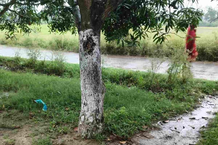 दरभंगा: मौसम ने बढ़ाई किसानों की चिंता, खेतों में भर गया बारिश का पानी