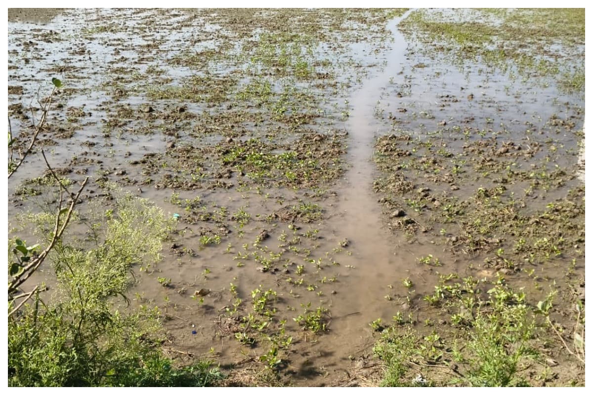 Darbhanga News-jale-unseasonal-rain-moong-crop-damage-farmers-crisis-bihar