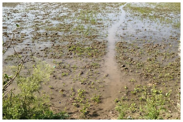 Darbhanga News: बारिश से फसल नष्ट होने का खतरा, आर्थिक तंगी के साये में अन्नदाता