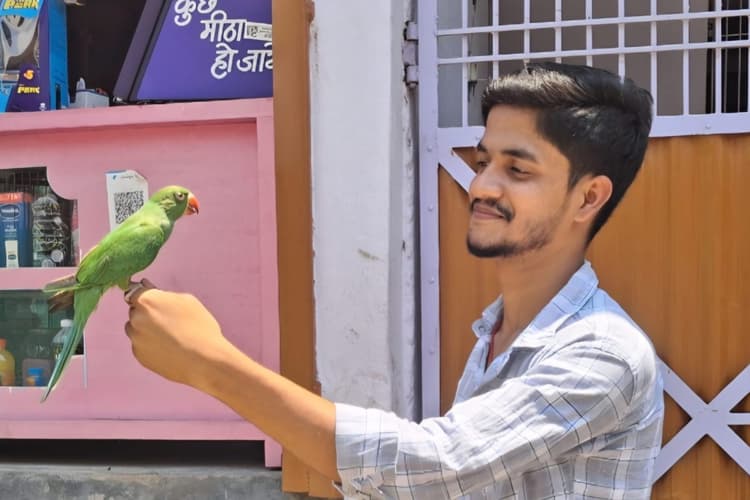 Darbhanga: डांट से नाराज होकर उड़ गया पालतू तोता, गुस्सा शांत होने पर लौटा घर