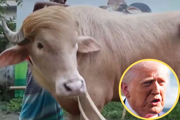 ईरान ने ट्रंप को किया ट्रोल: हमशक्ल भैंसे का वीडियो शेयर कर लिखा- 'पुअर थिंग'