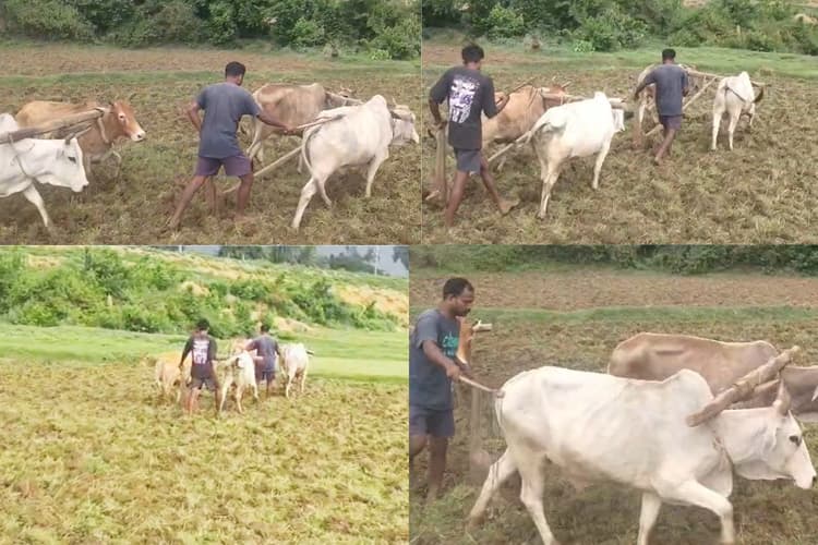 गोड्डा : पोड़ैयाहाट में रोहिणी नक्षत्र में गूंजी हल-बैल की टंकार, खेतों को संवारने में जुटे किसान