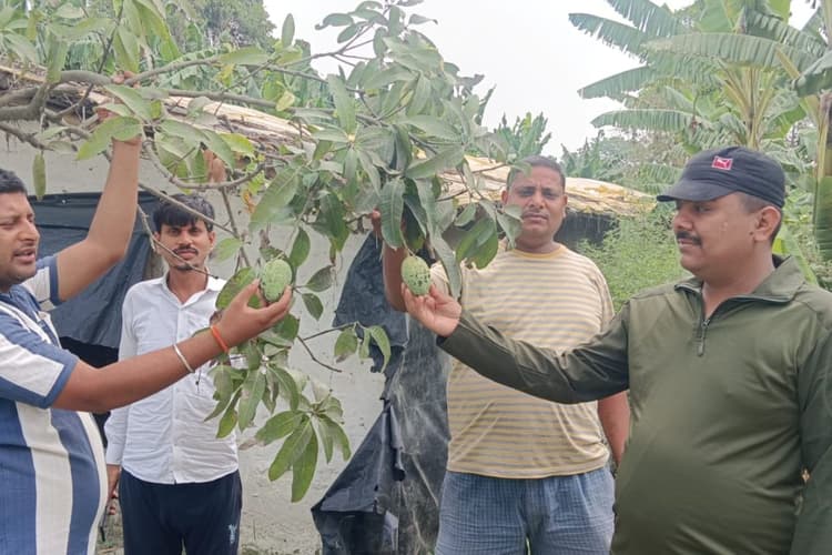 हाजीपुर: आम में काले धब्बे आने से किसान चिंतित