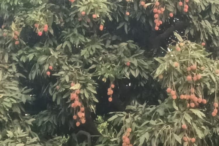Hajipur News: मौसम की मार से फीकी पड़ी लीची की मिठास