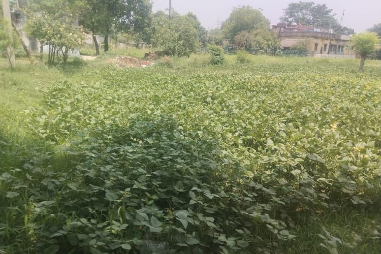 लखीसराय में ग्रीन गोल्ड बनी मूंग की खेती, किसानों को एक साथ मिल रहा मुनाफा और जैविक खाद का फायदा