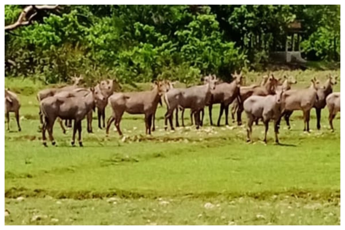 Madhubani News -babubarhi-nilgai-attack-crops-damage-kamla-river-farmers-protest
