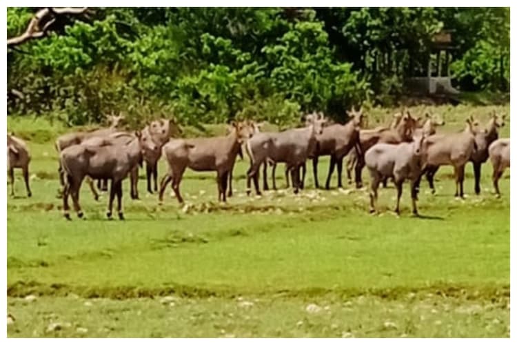 Madhubani News: बाबूबरही में नीलगायों ने उड़ाई किसानों की नींद, खौफ के साये में खेती