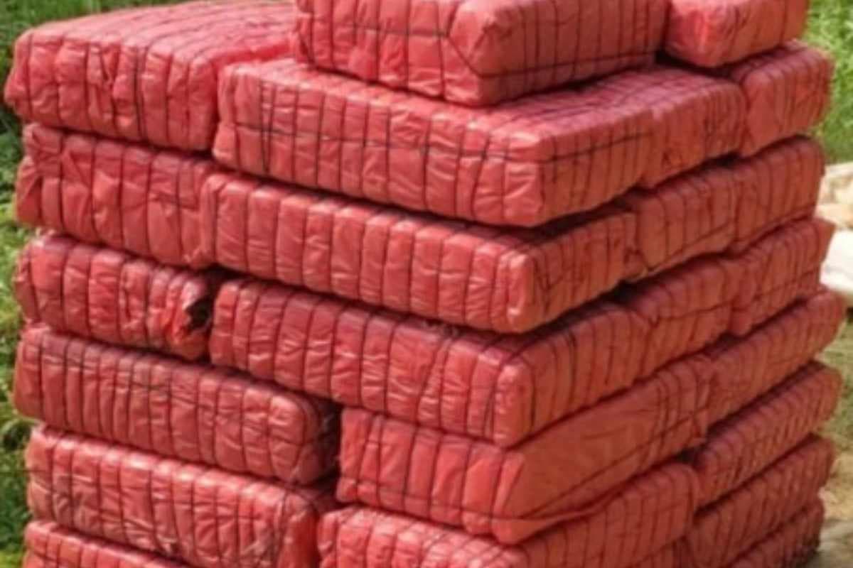 मधुबनी : पुलिस और एसएसबी का एक्शन, बॉर्डर पर घेराबंदी कर पकड़ी 191 किलोग्राम गांजे की बड़ी खेप