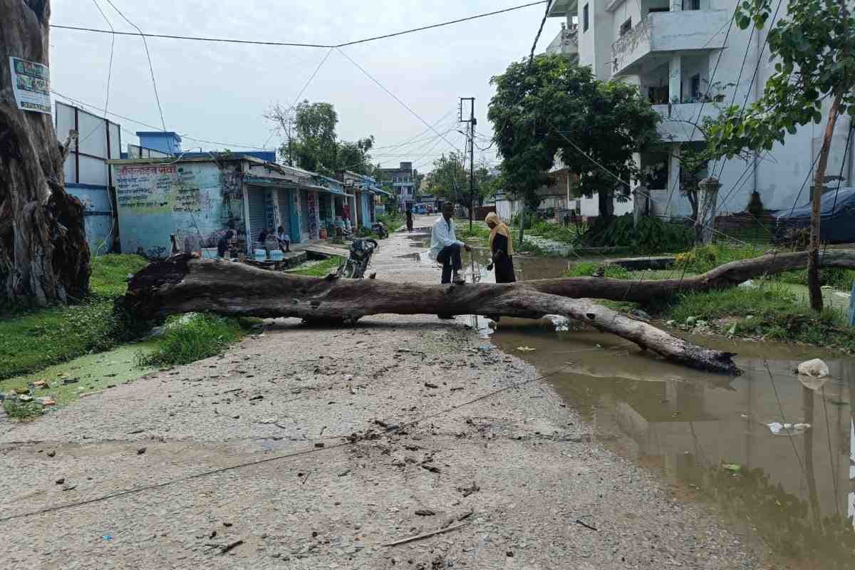 मधुबनी: सदर अस्पताल रोड पर गिरा विशाल पीपल का पेड़, पानी में उतरा करंट