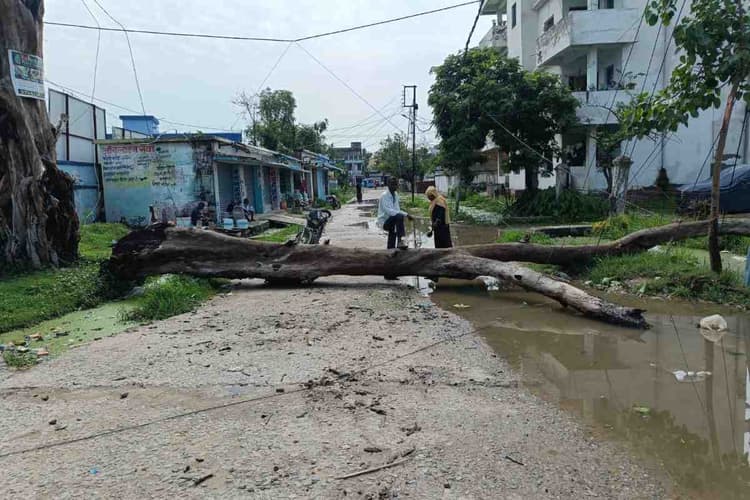 मधुबनी: सदर अस्पताल रोड पर गिरा विशाल पीपल का पेड़, पानी में उतरा करंट