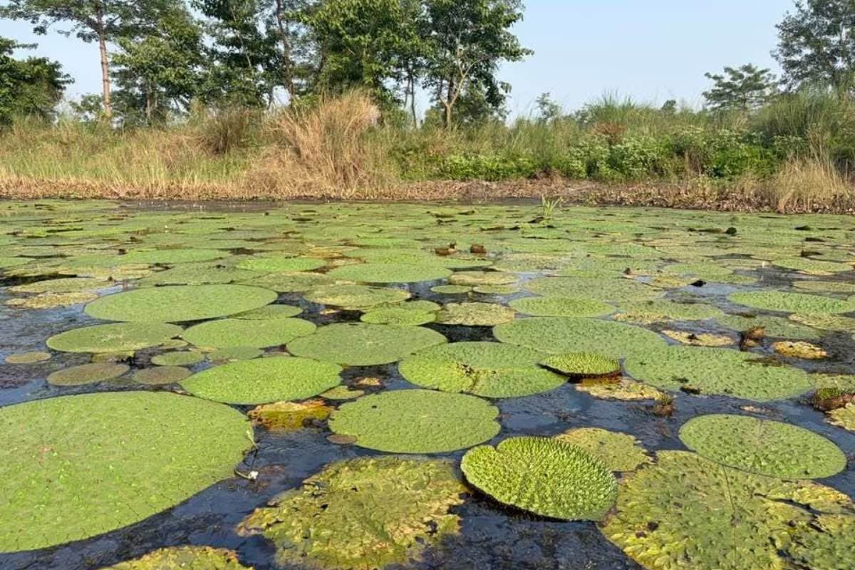 Motihari News east champaran makhana farming growth banjariya lalan sahni blue economy