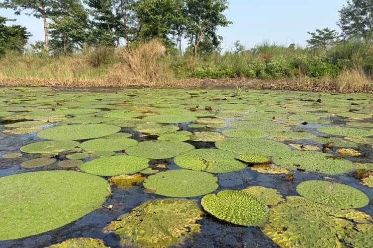 Motihari News: चंपारण का 'सफेद सोना', मिथिलांचल के बाद अब पूर्वी चंपारण बनेगा मखाना हब, पलायन रोकने में मिली बड़ी सफलता