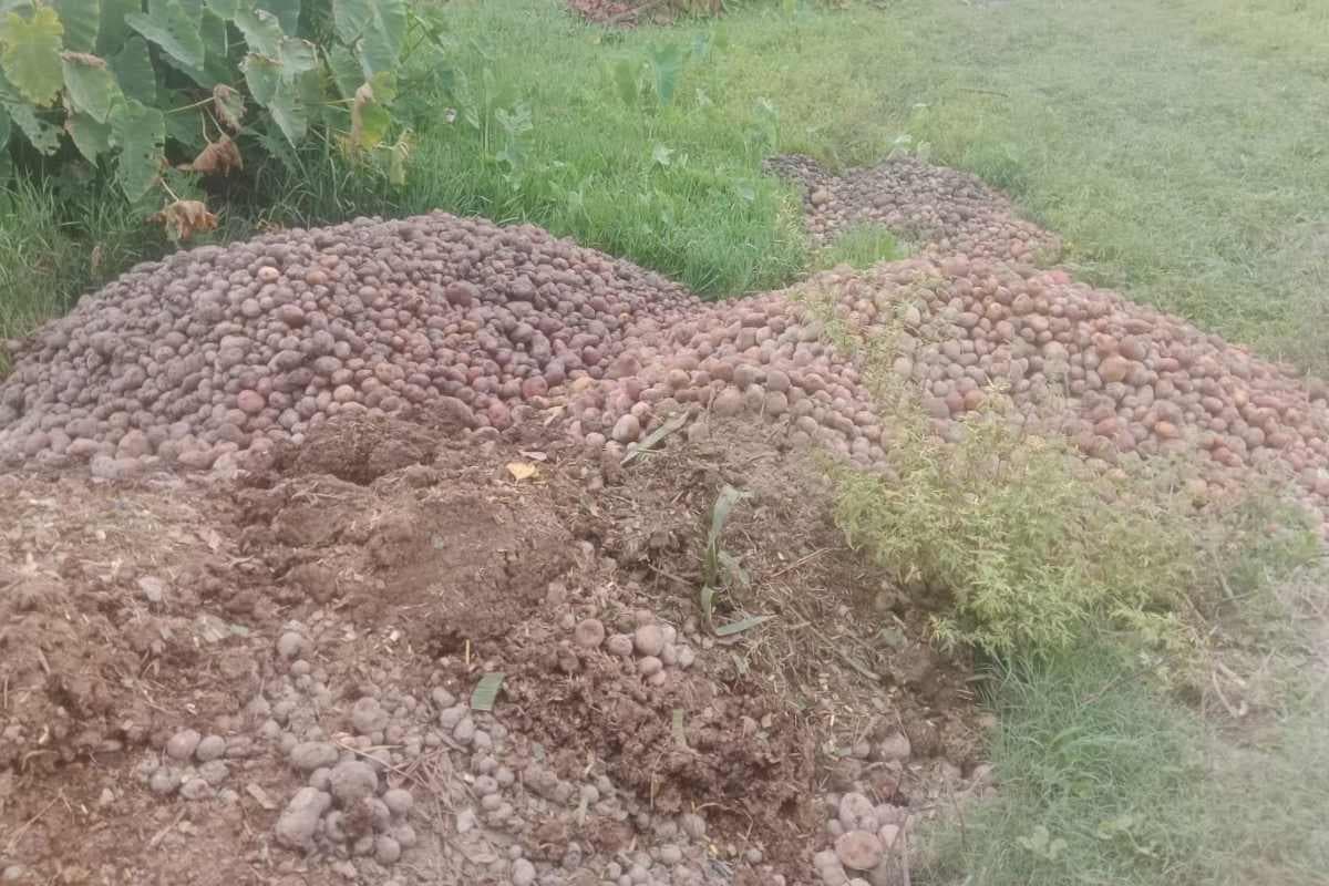 मुजफ्फरपुर: लागत पूंजी निकालना भी हुआ मुश्किल, बंदरा में सड़कों पर आलू फेंक रहे किसान