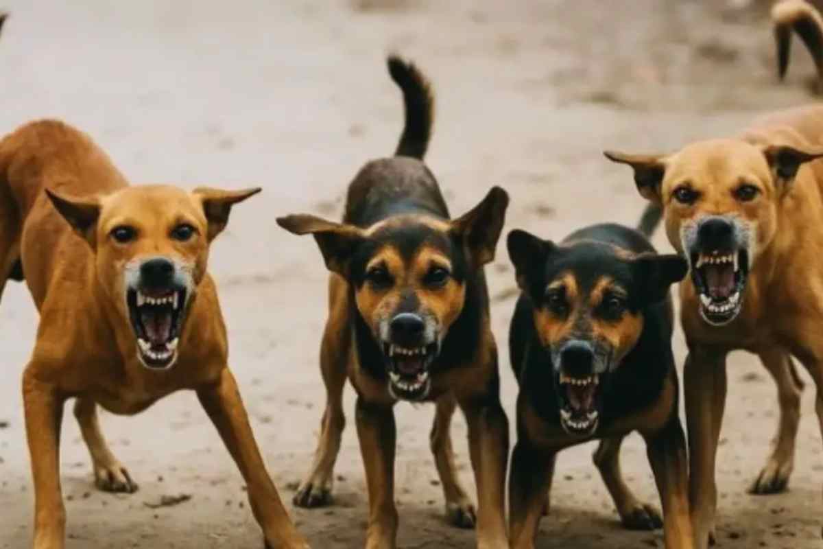 मुजफ्फरपुर: बढ़ती गर्मी के साथ आवारा कुत्तों का आतंक, रोज पहुंच रहे दर्जनों मरीज