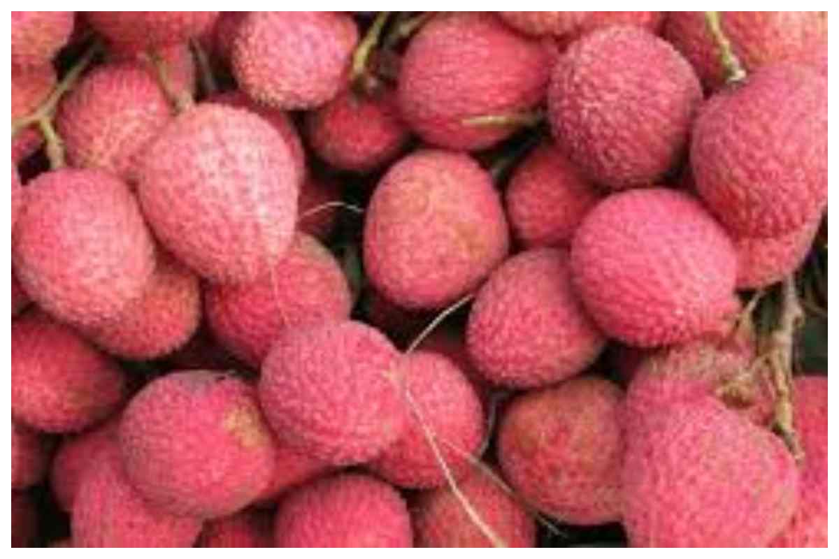 Muzaffarpur News: लीची तस्करों और रेल कर्मियों की साठगांठ बेनकाब, कई अधिकारियों पर गिरेगी गाज