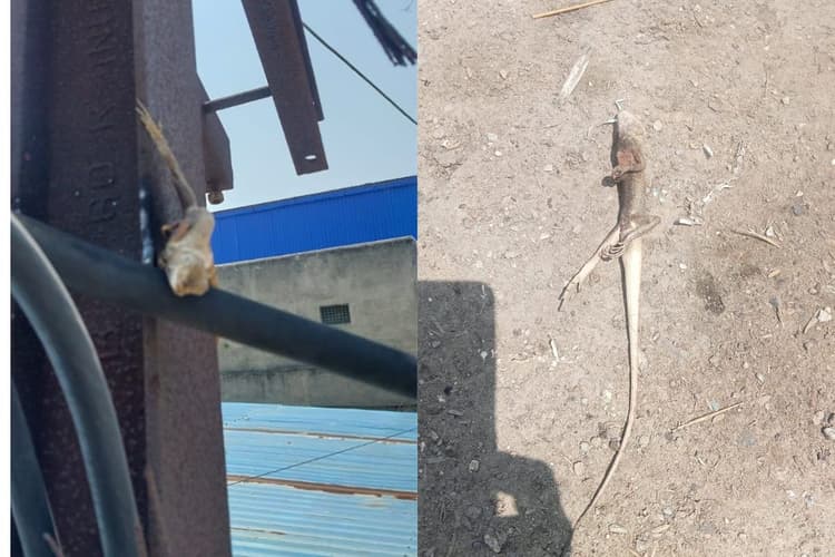 Ranchi: तुपुदाना इंडस्ट्रीयल एरिया में गिरगिट ने 40 मिनट तक रोके रखा करीब 50 कारखानों का प्रोडक्शन
