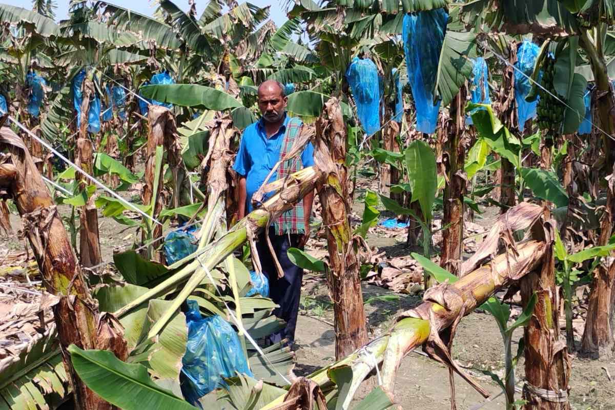 Samastipur: आंधी-पानी का तांडव, फसलों को भारी नुकसान, किसानों में छाई मायूसी