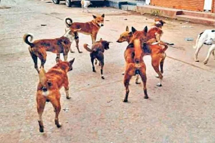 Samastipur News: कुत्तों के 'आतंक' पर नगर निगम का बड़ा एक्शन, जल्द खुलेगा एबीसी सेंटर