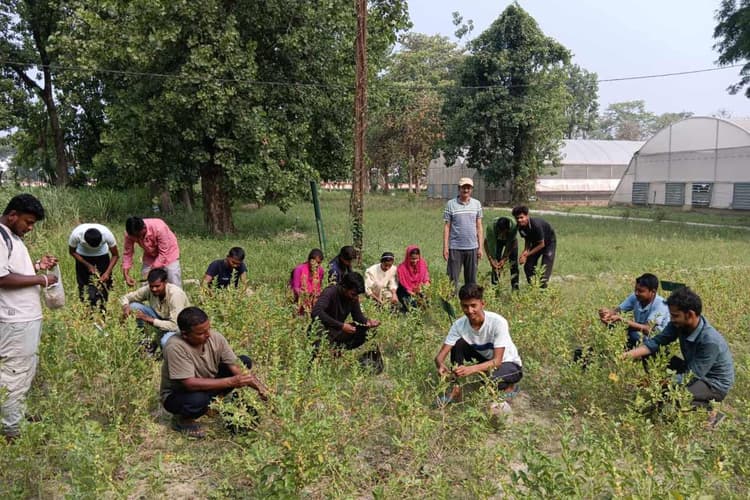 समस्तीपुर: किसानों की किस्मत बदलेगा 'हरित सोना', लेमनग्रास और अश्वगंधा से होगी बंपर कमाई
