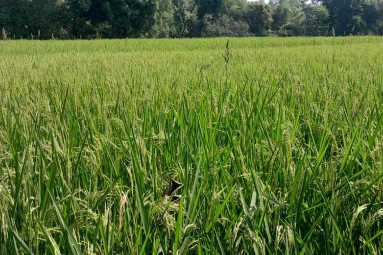 सरायकेला खरसावां जिले में बढ़ा गरमा खेती का दायरा, किसान उत्साहित