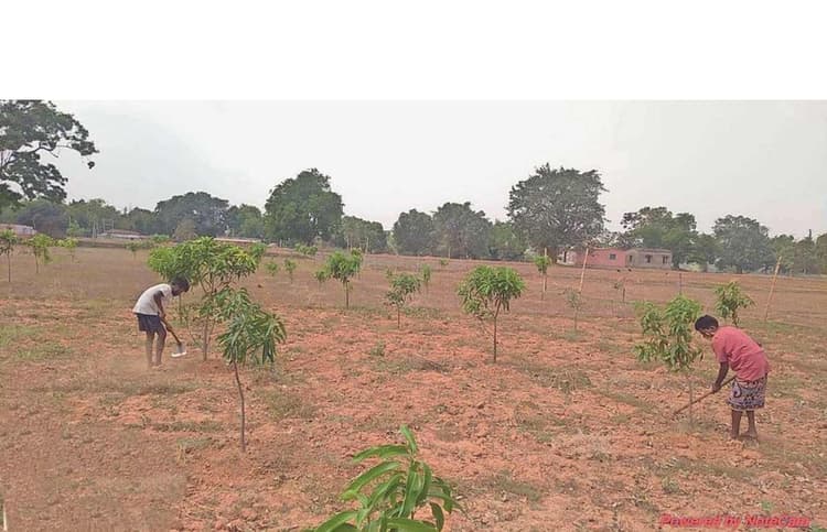 सीतामढ़ी : हरियाली की बड़ी मुहिम, मनरेगा के तहत लगेंगे 5.16 लाख पौधे, रुन्नीसैदपुर में सबसे अधिक पौधारोपण