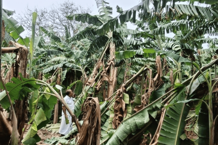 तेज आंधी और बारिश से बिदुपुर में करोड़ों की केले की फसल बर्बाद