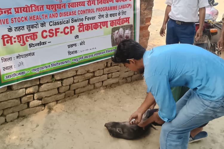 Gopalganj News : क्लासिकल स्वाइन फीवर को लेकर पशुपालन विभाग अलर्ट