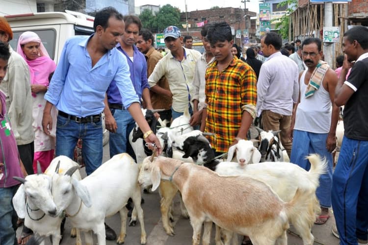 Siwan News : बकरीद को लेकर गुलजार हुए बकरा बाजार, खरीदारी तेज