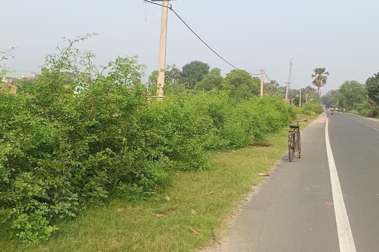 गैस किल्लत के बीच जलावन के लिए कट रही हरियाली, सड़क किनारे उगे हजारों पौधों पर मंडराया खतरा