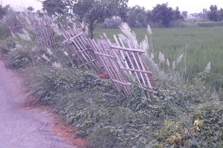 Gopalganj News : सरकारी राशि खर्च, लेकिन पौधों की सुरक्षा और देखरेख नहीं