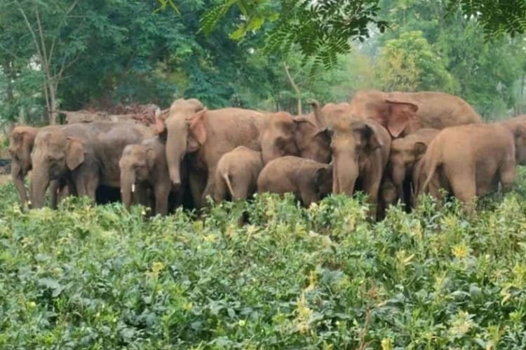 नवादा रोह में हाथियों के झुंड का तांडव, घरों और स्कूल को पहुंचा रहे नुकसान