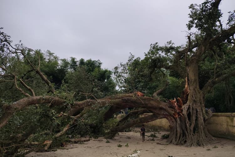 डंडखोरा में आंधी-बारिश का जबरदस्त तांडव, सड़कों पर गिरे विशाल पेड़, बिजली के खंभे टूटने से ब्लैकआउट