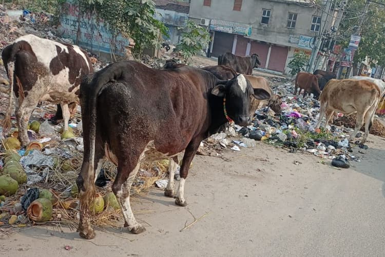 आरा में स्वच्छता अभियान के दावे हुए फेल, शहर में गंदगी का अंबार; लोगों में नाराजगी